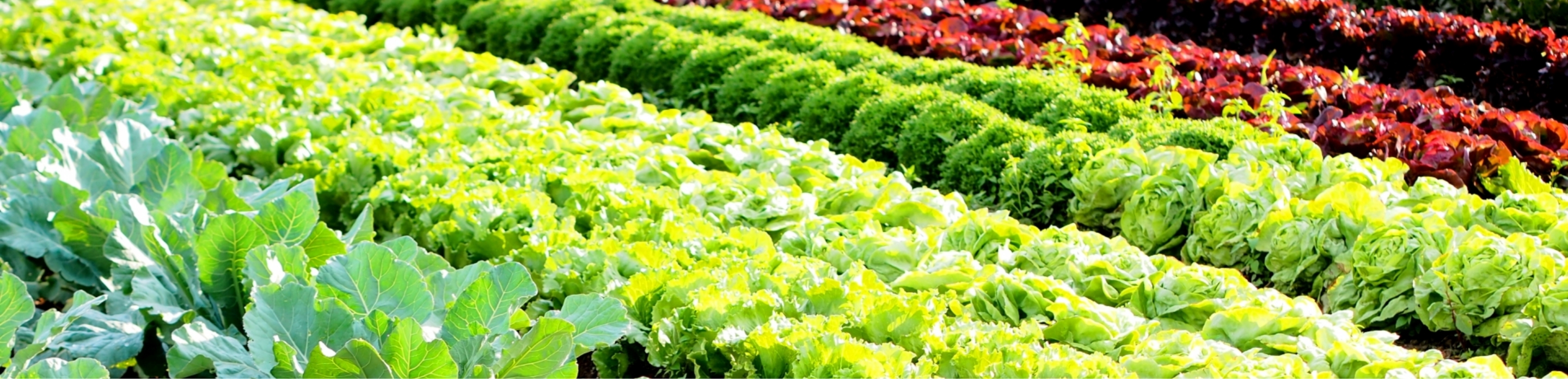葉野菜