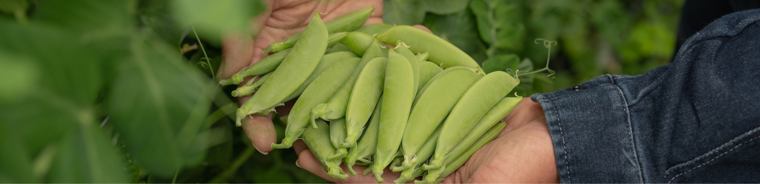 豆野菜